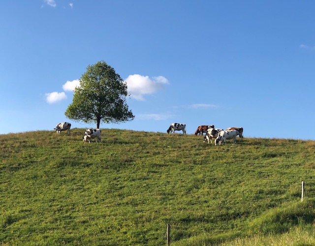 Am Wochenende sind 16 Kühe durch einen Blitzeinschlag in Bière VD gestorben. Für den Landwirt Nicolas Jotterand hat dieser Unfall weitreichende Folgen. (Symbolbild BauZ)