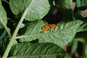 Bisher wurden vom Kartoffelkäfer erst die Eier abgelegt. Für eine Behandlung ist es deshalb noch zu früh, da zum Zeitpunkt der Behandlung die meisten Larven bereits geschlüpft sein sollten. (Bild zVg)