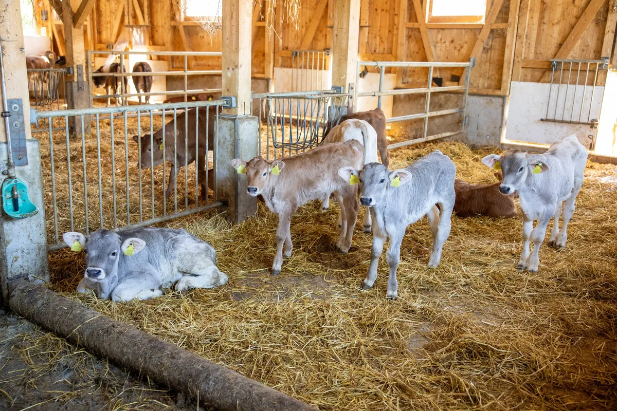 antibiotika_nutztiere_mastkalb Eine Gruppe Mastkälber steht in der Tiefstreu-Box.