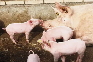 Die Ställe der IPS-Schweineproduzenten stehen. Einfach mehr Tiere auf der gleichen Fläche zu halten, gehe nicht. Den Produzenten fehlt die Planungssicherheit.