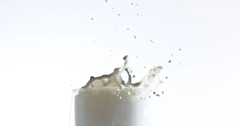 c4b89a541872fae4f8f4a414f9260f3cf8be76b2 Die Milchproduktion in der EU ist im November 2018 erneut zurückgegangen. Trotzdem liegt die kumulierte Milchproduktion (Januar bis November 2018) über Vorjahr. (Bild zVg)
