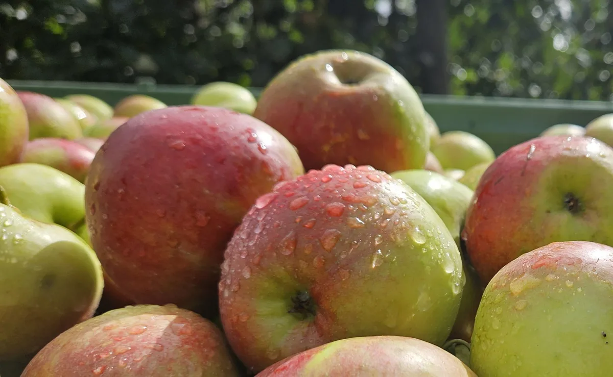 20230919_115851 Schweizer Früchte werden auch in Zukunft Trendprodukte bleiben