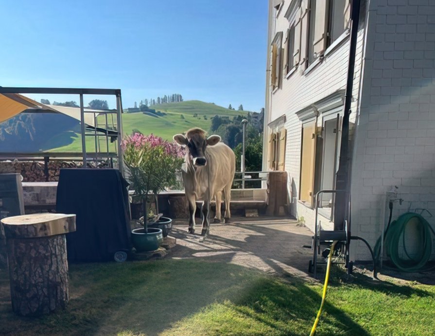 Ausgebüxte Kuh hält Polizei auf Trab