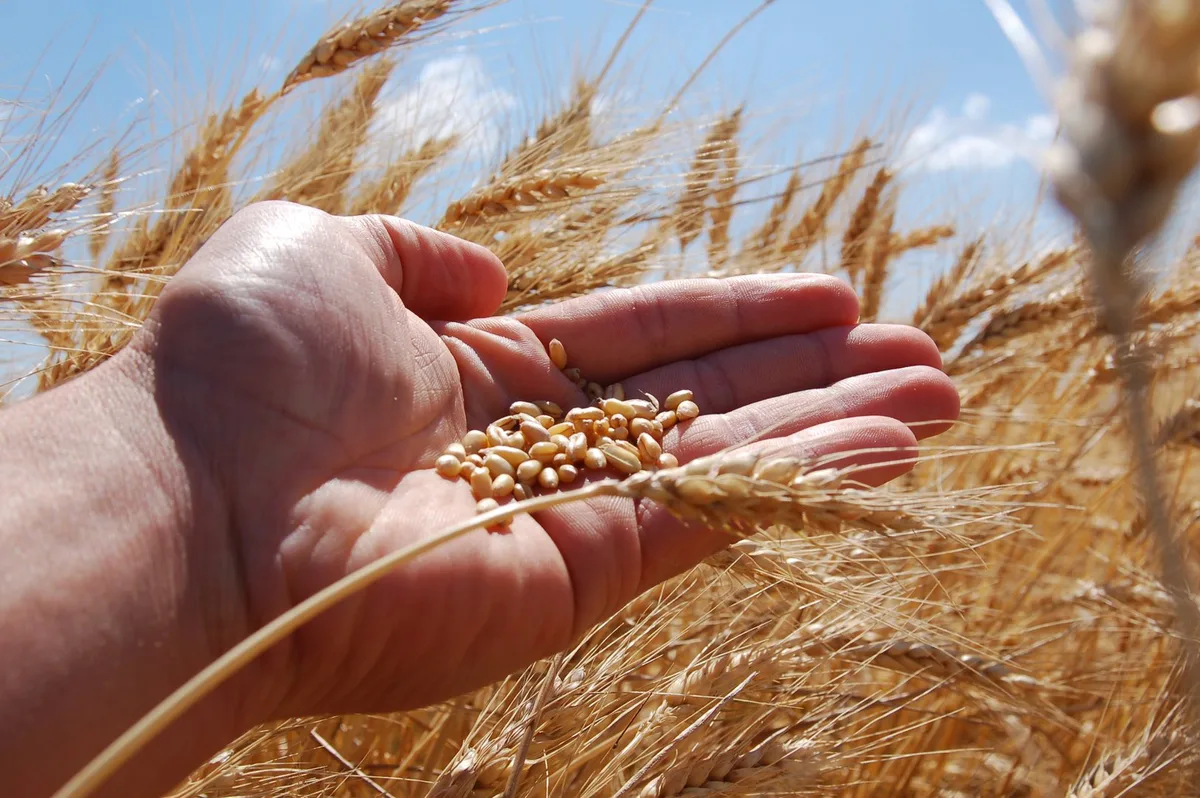 Weizen_syngenta «Durchbruch» bei Hybridweizen: Mehr und stabilere Erträge auch für die Schweiz?