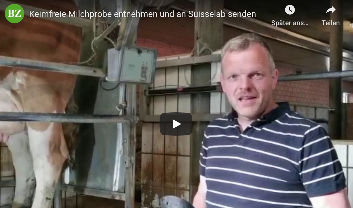 So können Sie eine keimfreie Milchprobe nehmen und an Suisselab senden