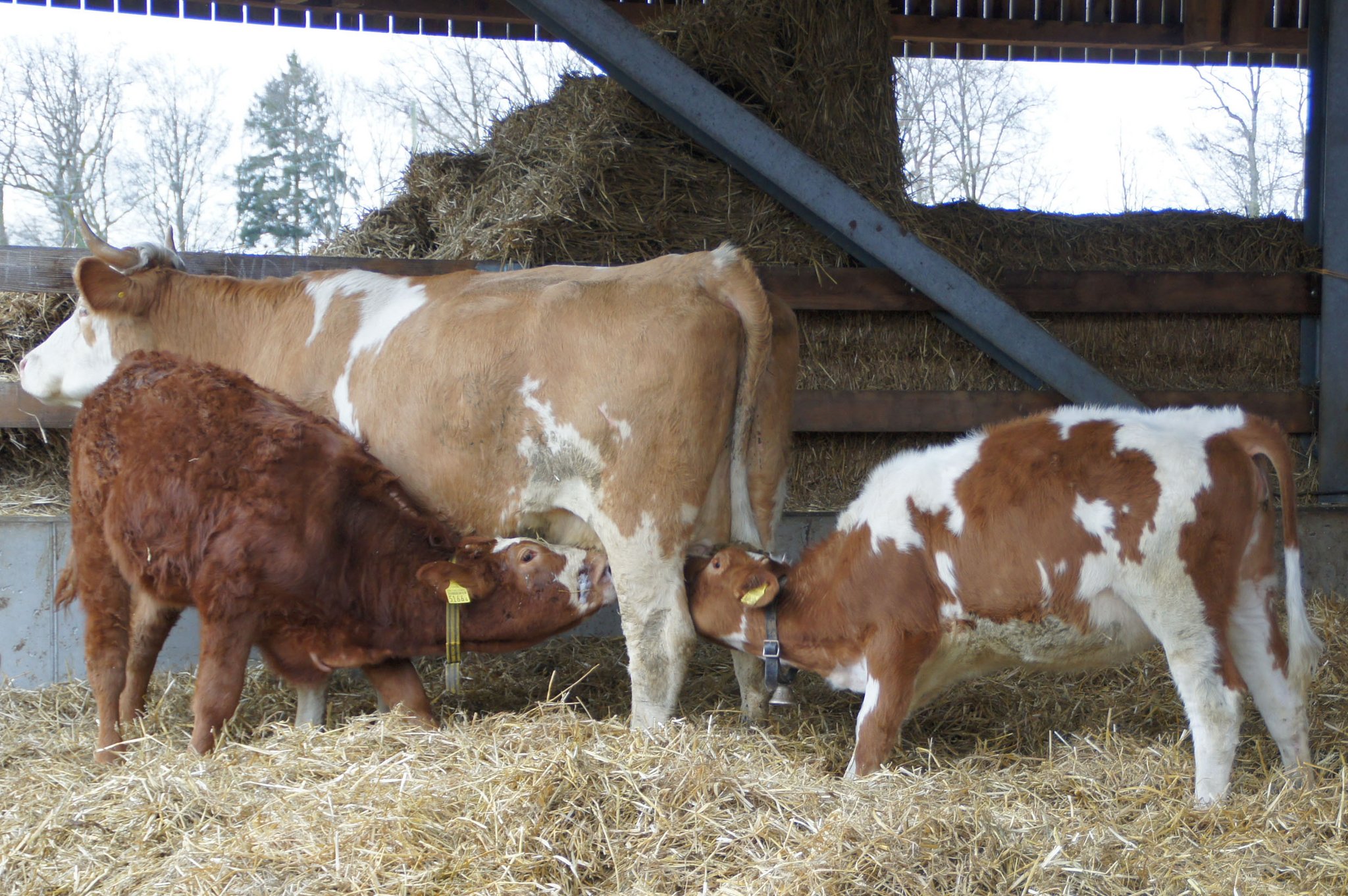 Kälber saugen lassen und gleichzeitig Kühe melken ist für viele Bauern unvorstellbar. (Bild mw)