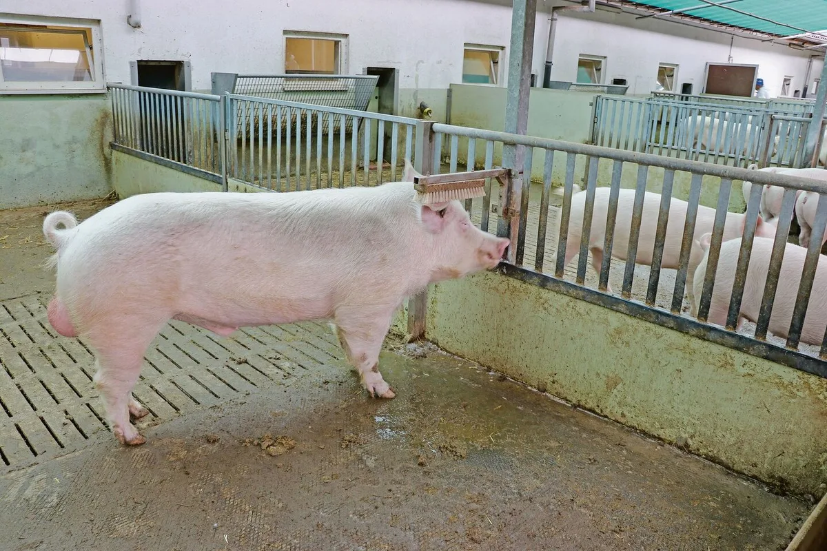 872dc2a97ec0d24e80cd20c829c7ecfb269bef254fb236f0ac5201bb4c8ae8c8 Auch wenn der überwiegende Teil der Schweizer Schweinezüchter die Sauen künstlich besamt, braucht es mindestens einen guten Eber für die Stimulation.
