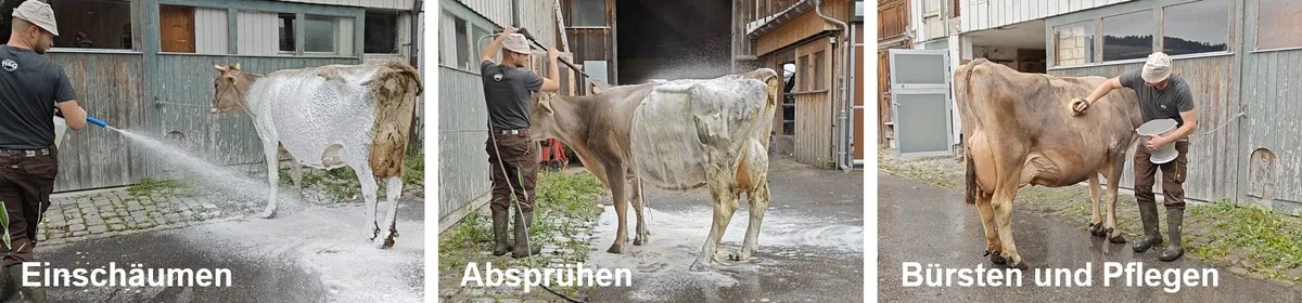 Gepflegte Kühe zur Viehschau
