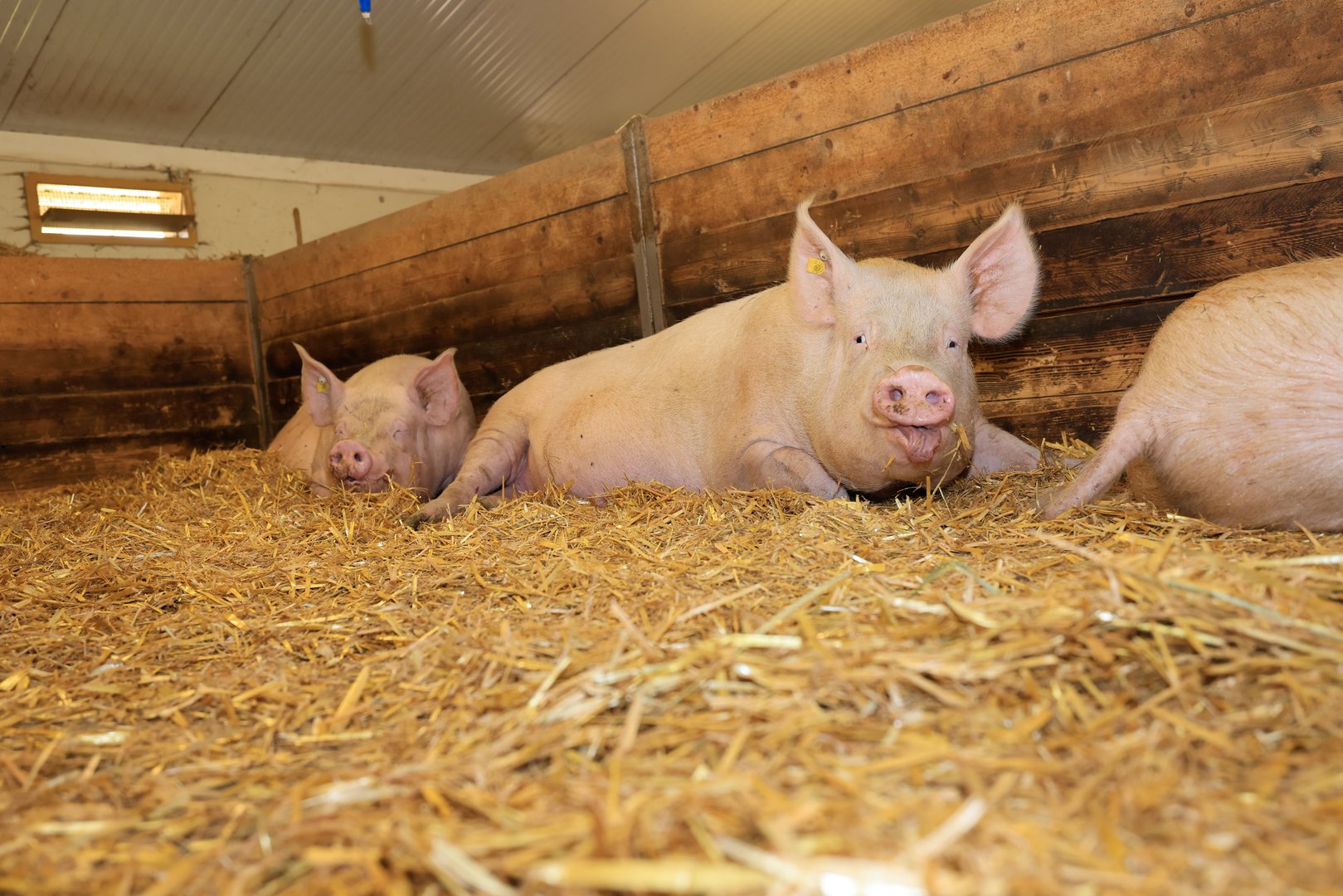 Schweinezucht: Über die Säugezeit sollten die Sauen nicht zu viel Gewicht verlieren