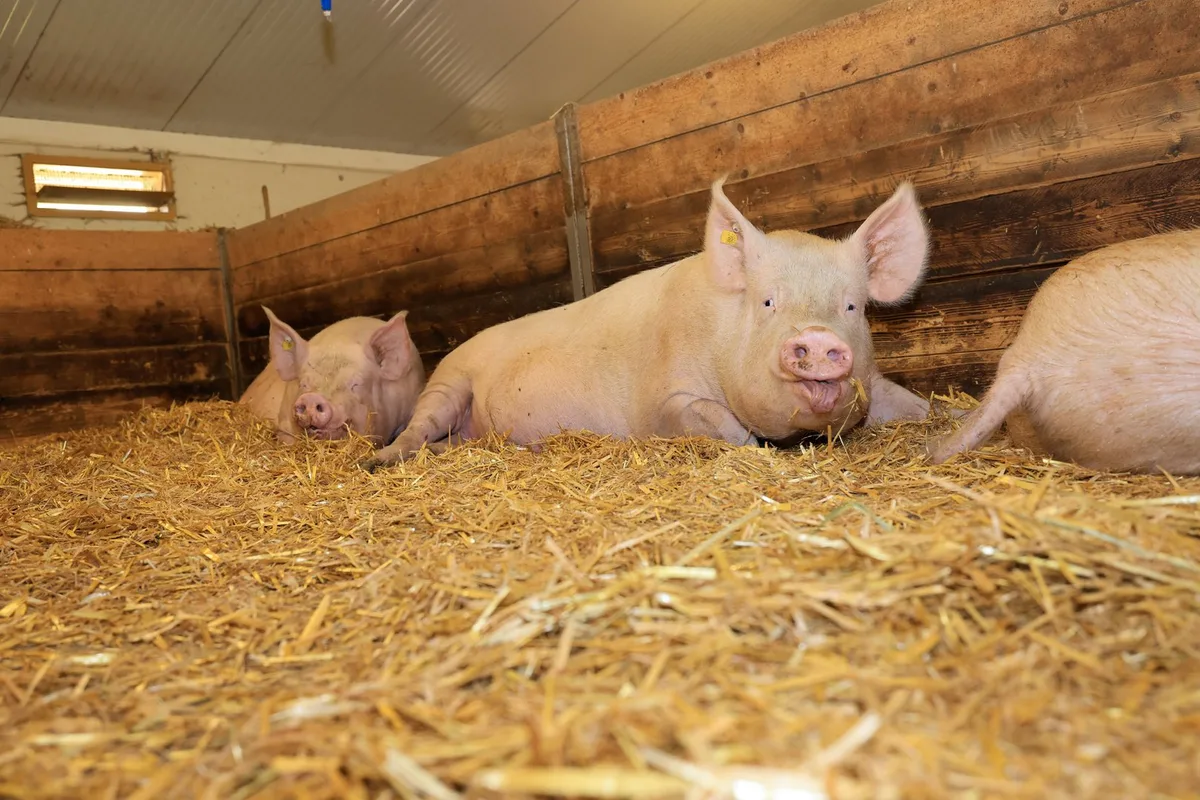 Fachfrau_22_Stroh Schweinezucht: Über die Säugezeit sollten die Sauen nicht zu viel Gewicht verlieren