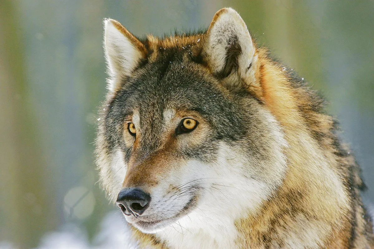 863b7125ca2b7fee20f910a08f735c9cef0877de Das Zusammenleben von Mensch und Wolf gestaltet sich seit Jahrhunderten schwierig. Politische Vorstösse in diesem Bereich lösen immer wieder emotionale Debatten aus. (Bild Pixabay)