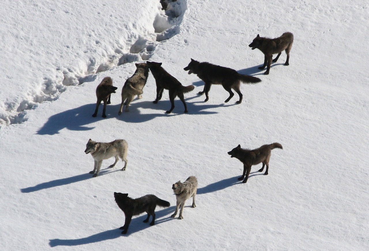 Wildhut erlegt Wolf im St. Galler Taminatal