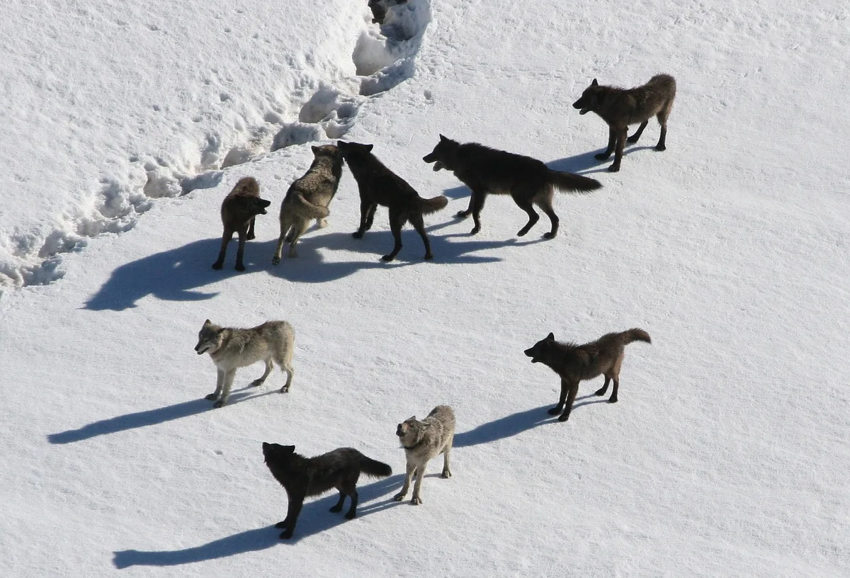 Wildhut erlegt Wolf im St. Galler Taminatal