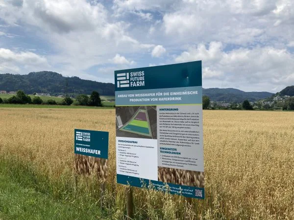 Haferversuch_SFF Die Swiss Future Farm nimmt den Haferanbau unter der Lupe