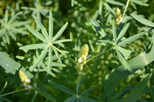 Lupinen sind auf dem Feld mit ihren feinen Blättern und grossen Blüten ein Hingucker.