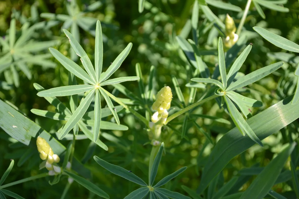 Lupinen sind das Superfood des Jahres, aber schwer zu verkaufen – bis jetzt?