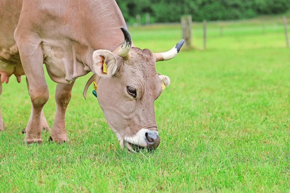 Weidegras im Spätsommer und Herbst hat tiefe Rohfaser- und Energiegehalte. Vor allem bei frisch gekalbten Kühen sollte die Ration mit gutem Dürrfutter vom ersten Schnitt oder Silomais ergänzt werden.