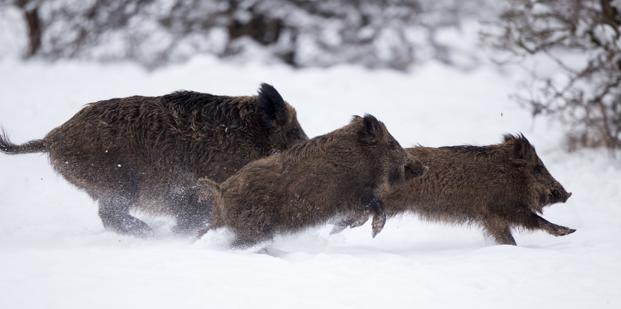 Die Schweinepest rückt immer näher an die Schweiz