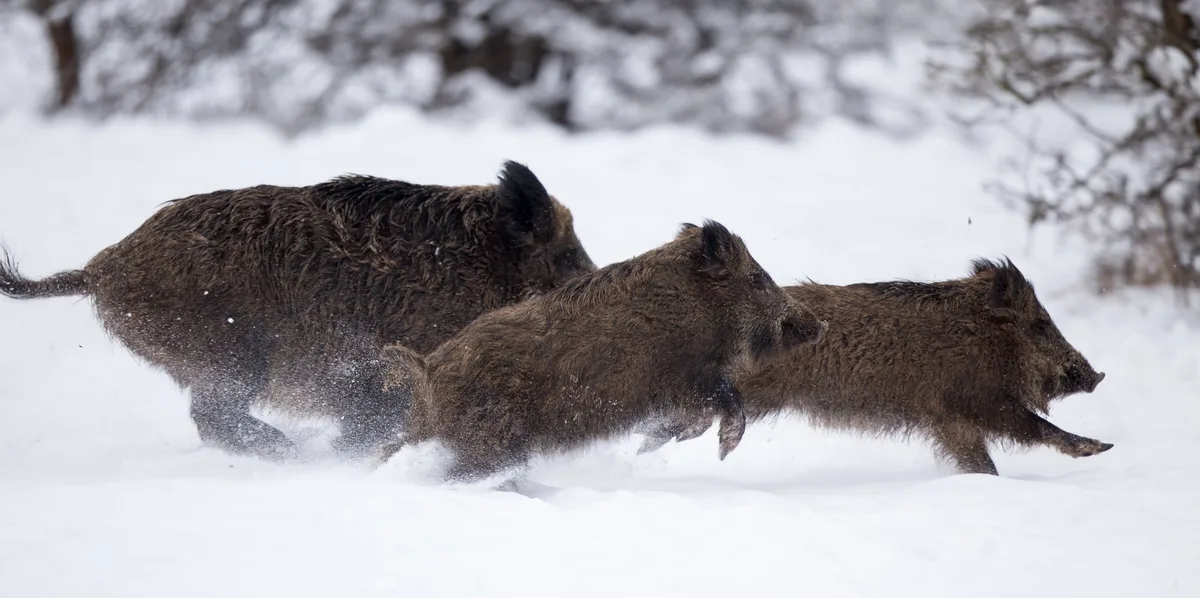 Die Schweinepest rückt immer näher an die Schweiz