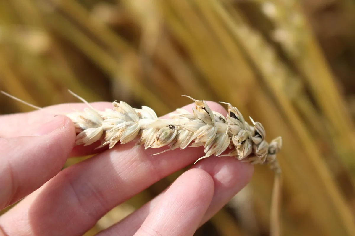 1f36163701dbcdb466cbc52d226f565bc0fd8c6b Krankheiten wie Stinkbrand werden über Saatgut übertragen und können hohe Ernteverluste verursachen. ( Seraina Klaus/Agroscope)