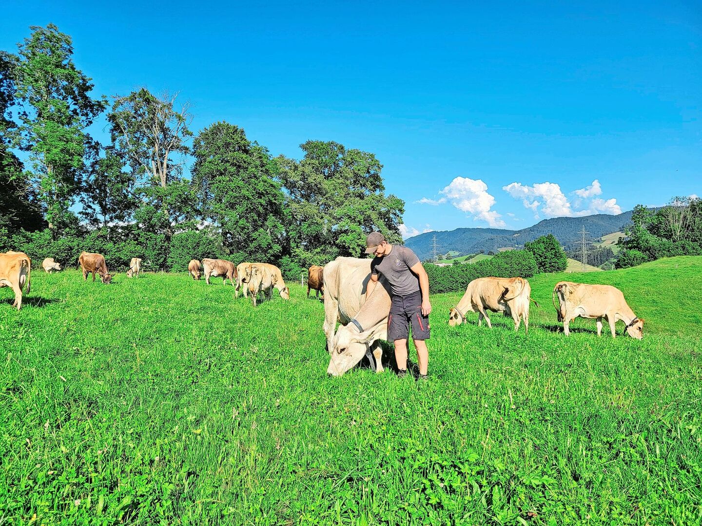 Landwirt Johannes Röllin mit seiner Lieblingskuh Annabell auf der Weide. Hier fühlt sich die Braunviehkuh am wohlsten.