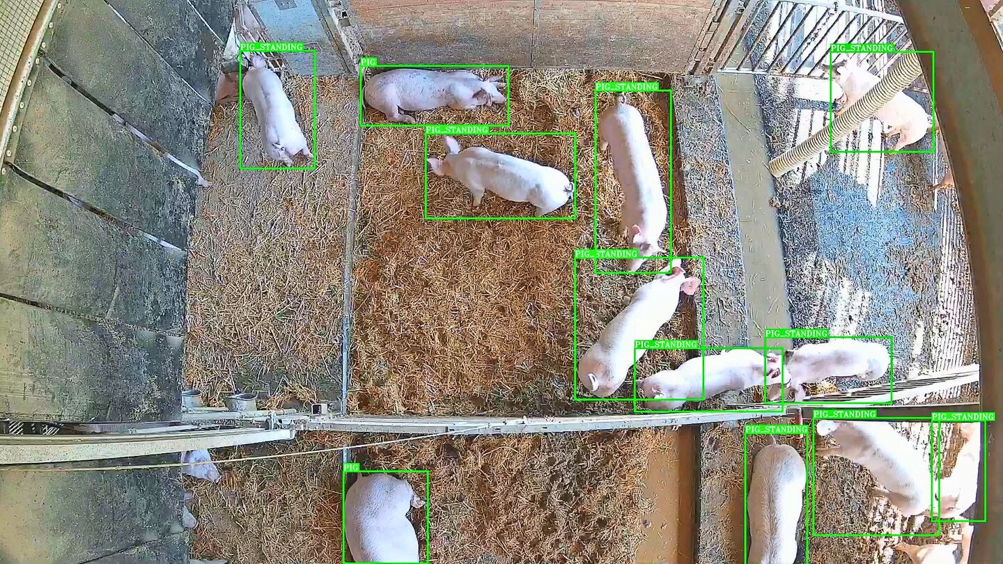 Das System von Vetvise erkennt automatisch, wie viele Tiere sich in welchem Funktionsbereich befinden und welche Position diese einnehmen.