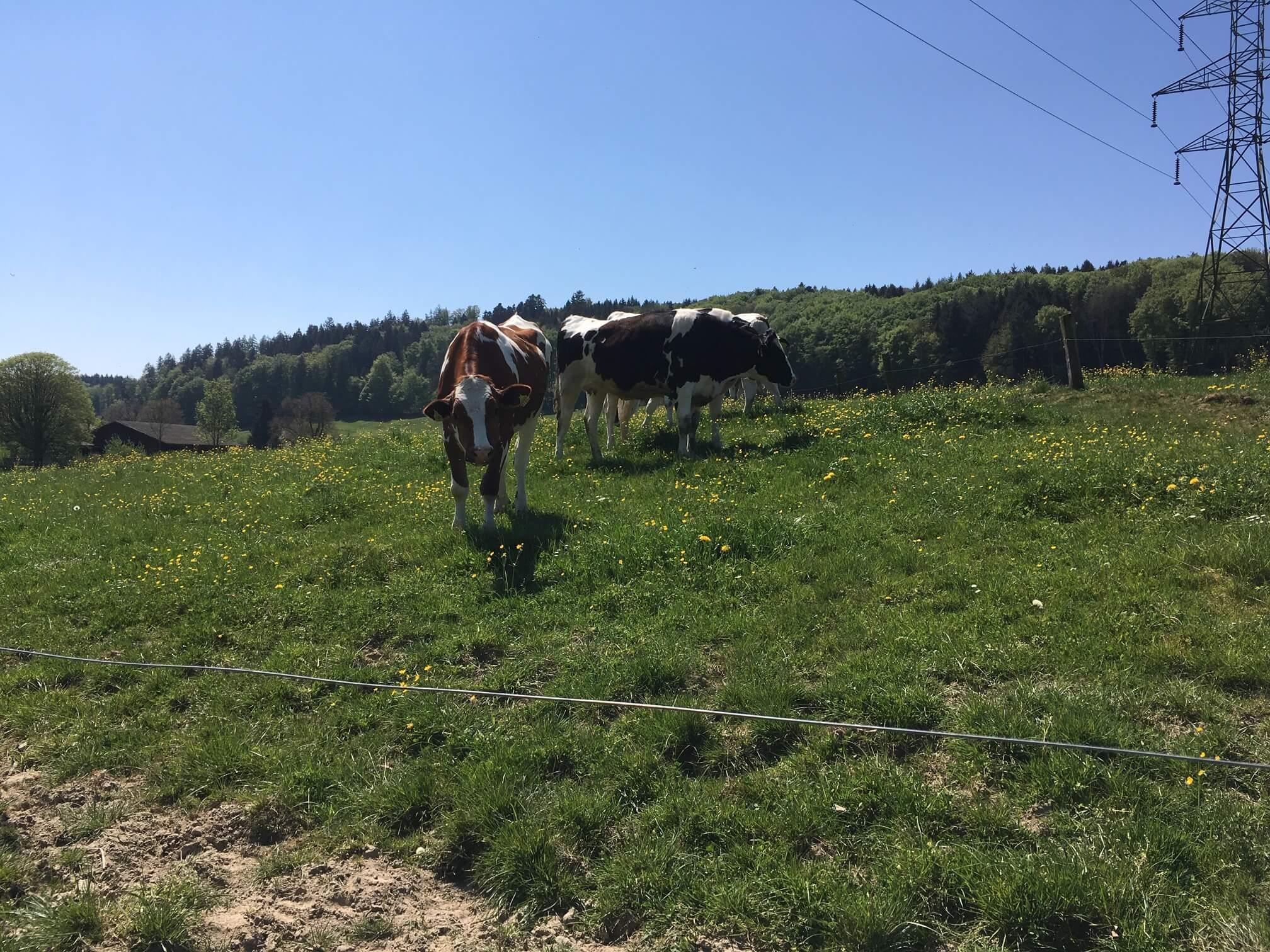 Kühe sind intelligent und grundsätzlich eher neugierig als aggressiv. Sie zu reizen, ist aber in jedem Fall eine schlechte Idee. (Bild jsc)