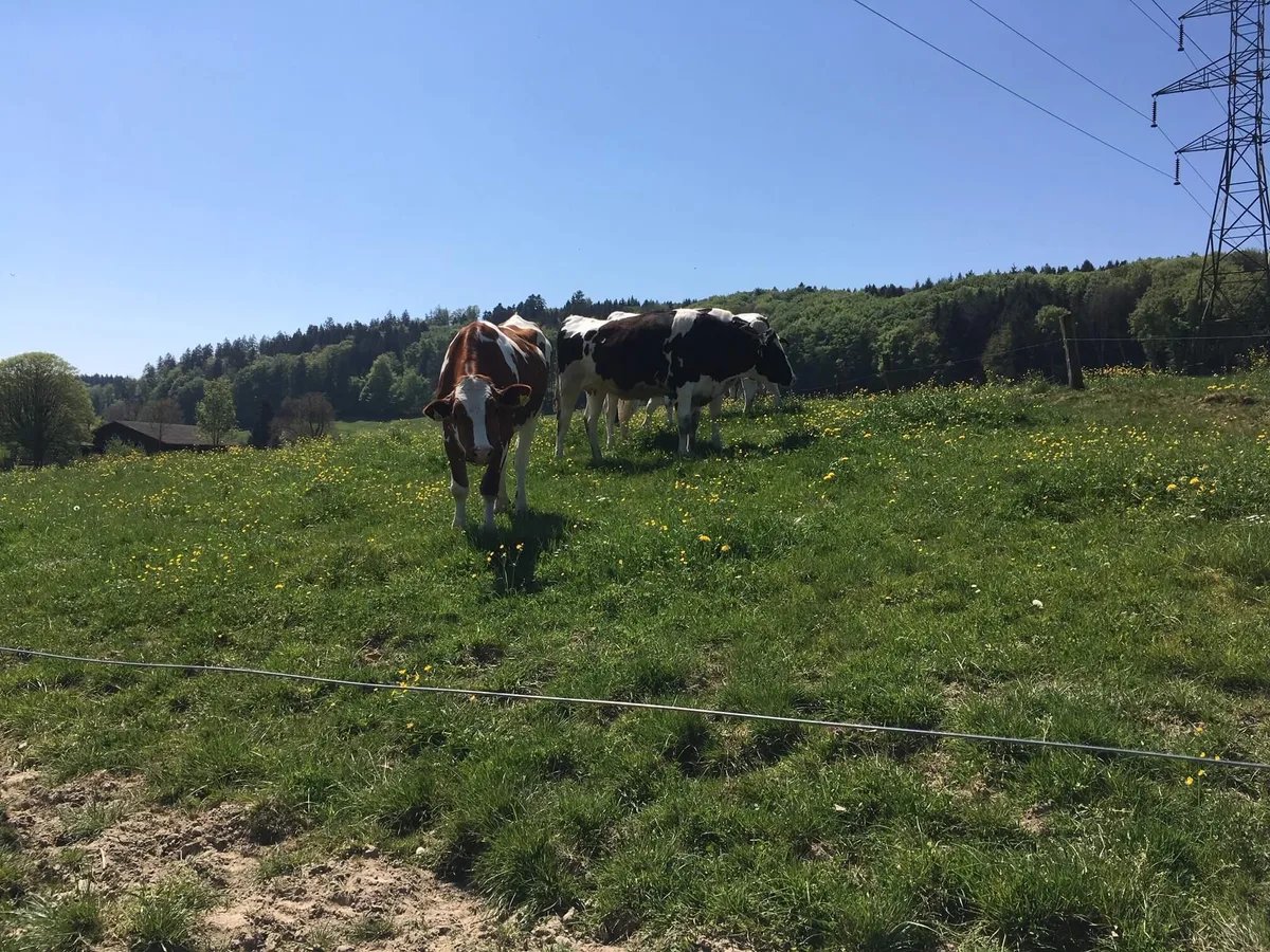 7f5bec99fa63dc3e072ad1759c690b0f6ad88193 Kühe sind intelligent und grundsätzlich eher neugierig als aggressiv. Sie zu reizen, ist aber in jedem Fall eine schlechte Idee. (Bild jsc)