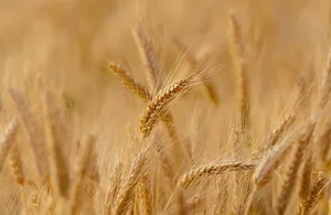 Der Produktionswert beim Pflanzenbau steigt gegenüber 2018 um 4,1 Prozent und dürfte 2019 damit 4,6 Milliarden Franken erreichen. (Symbolbild Pixabay)