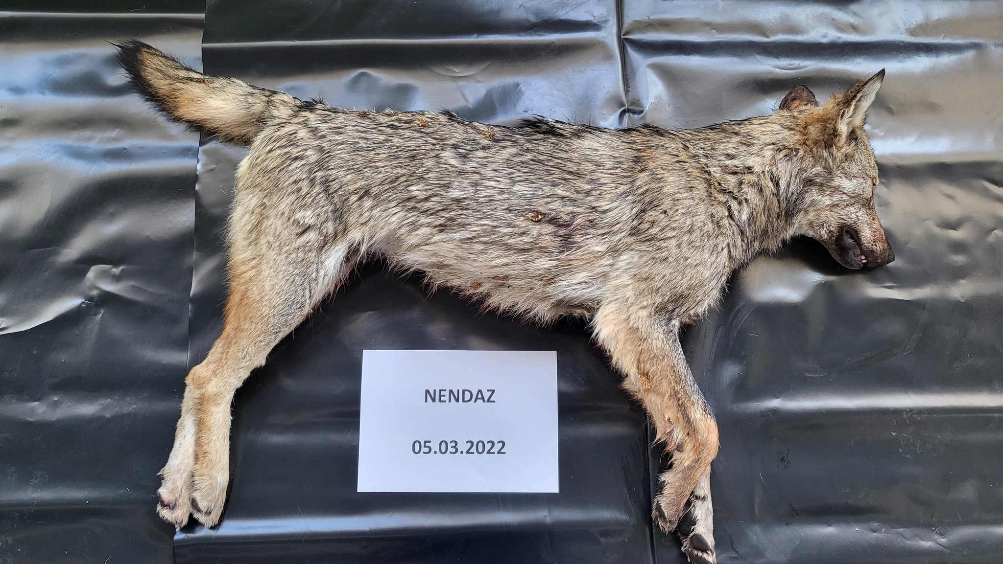 Walliser Wildhut erlegt junge Wölfin
