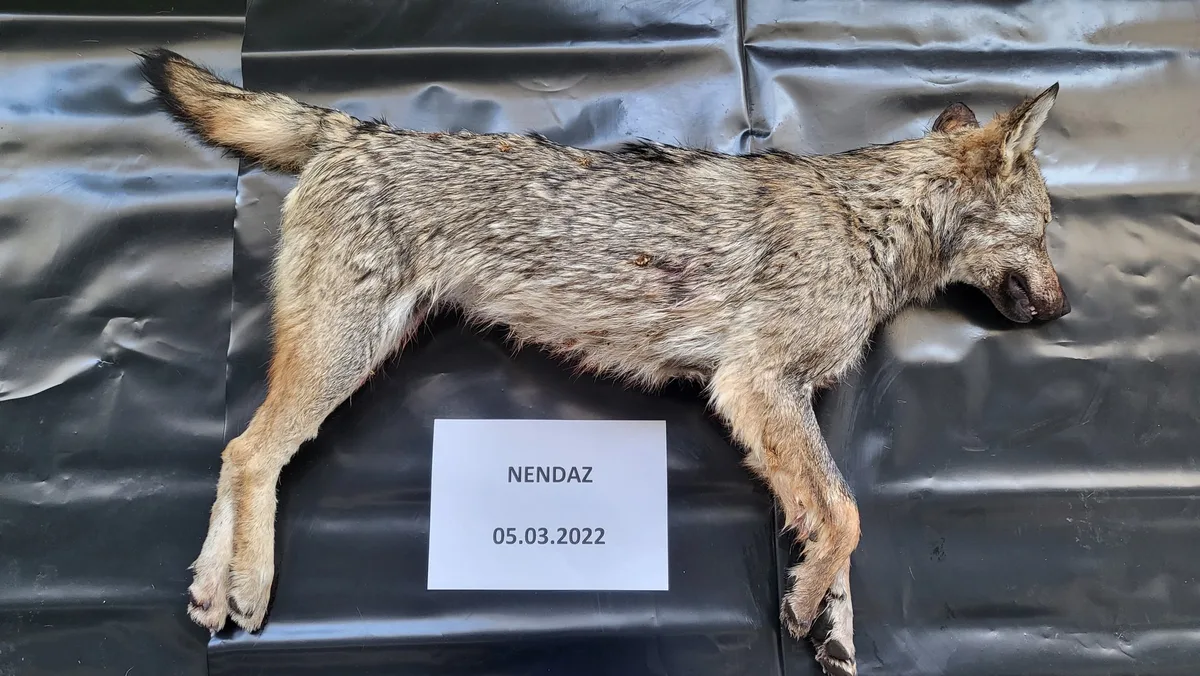 erlegte_wo__lfin Walliser Wildhut erlegt junge Wölfin