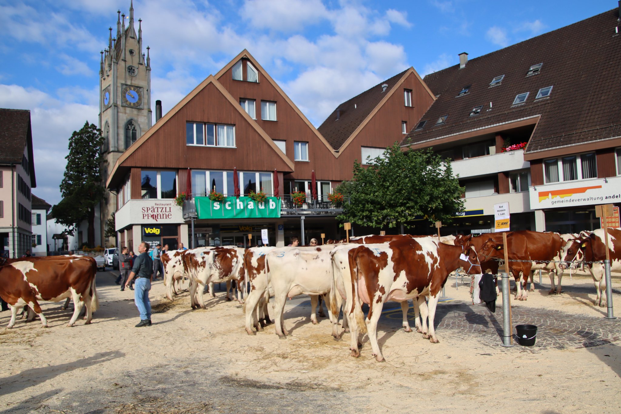 Gelungene Regionalviehschau in Andelfingen