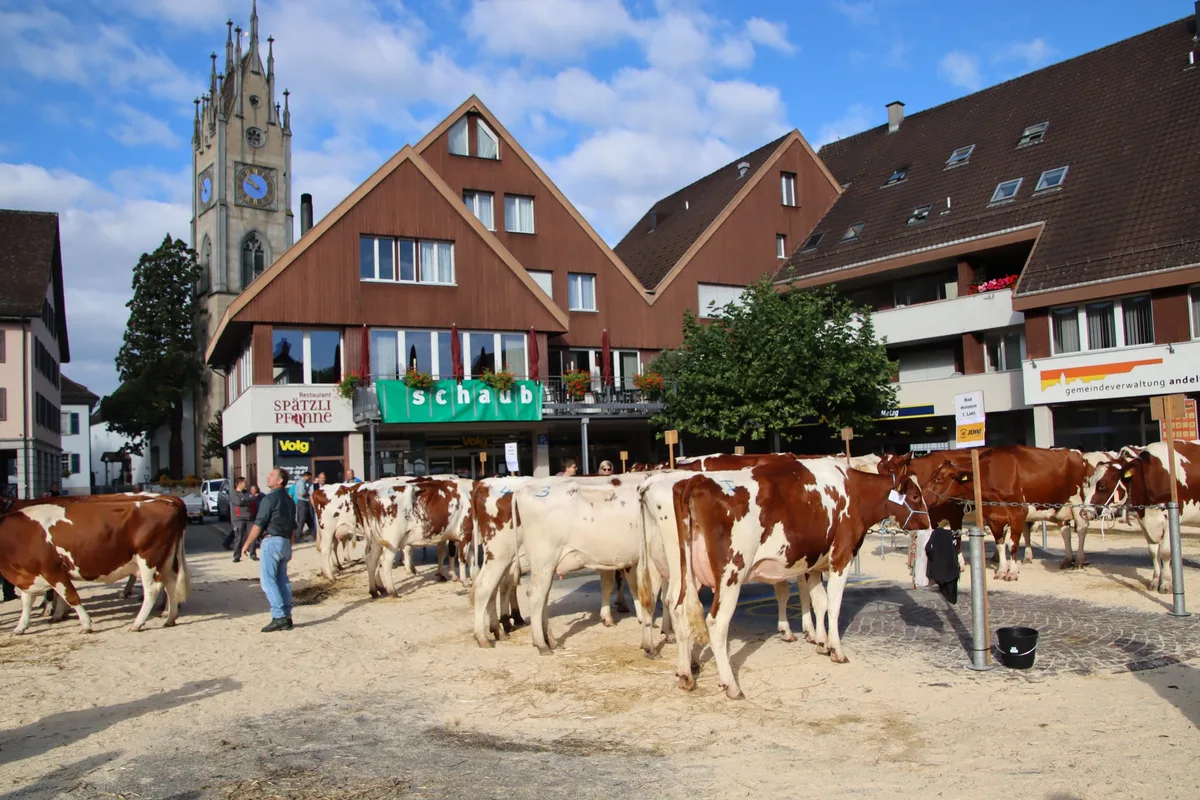 andelfingen_regionalviehschau_2021_schauplatz Gelungene Regionalviehschau in Andelfingen