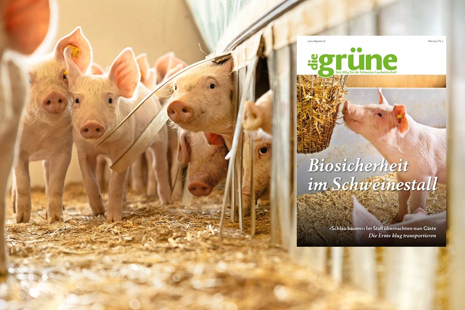 «die grüne» im Mai 2024 – Biosicherheit im Schweinestall