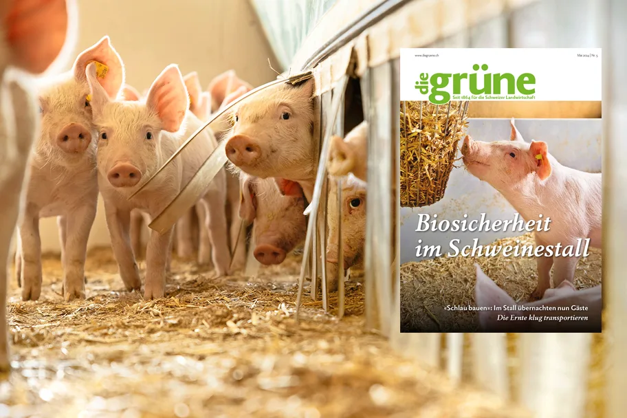 «die grüne» im Mai 2024 – Biosicherheit im Schweinestall