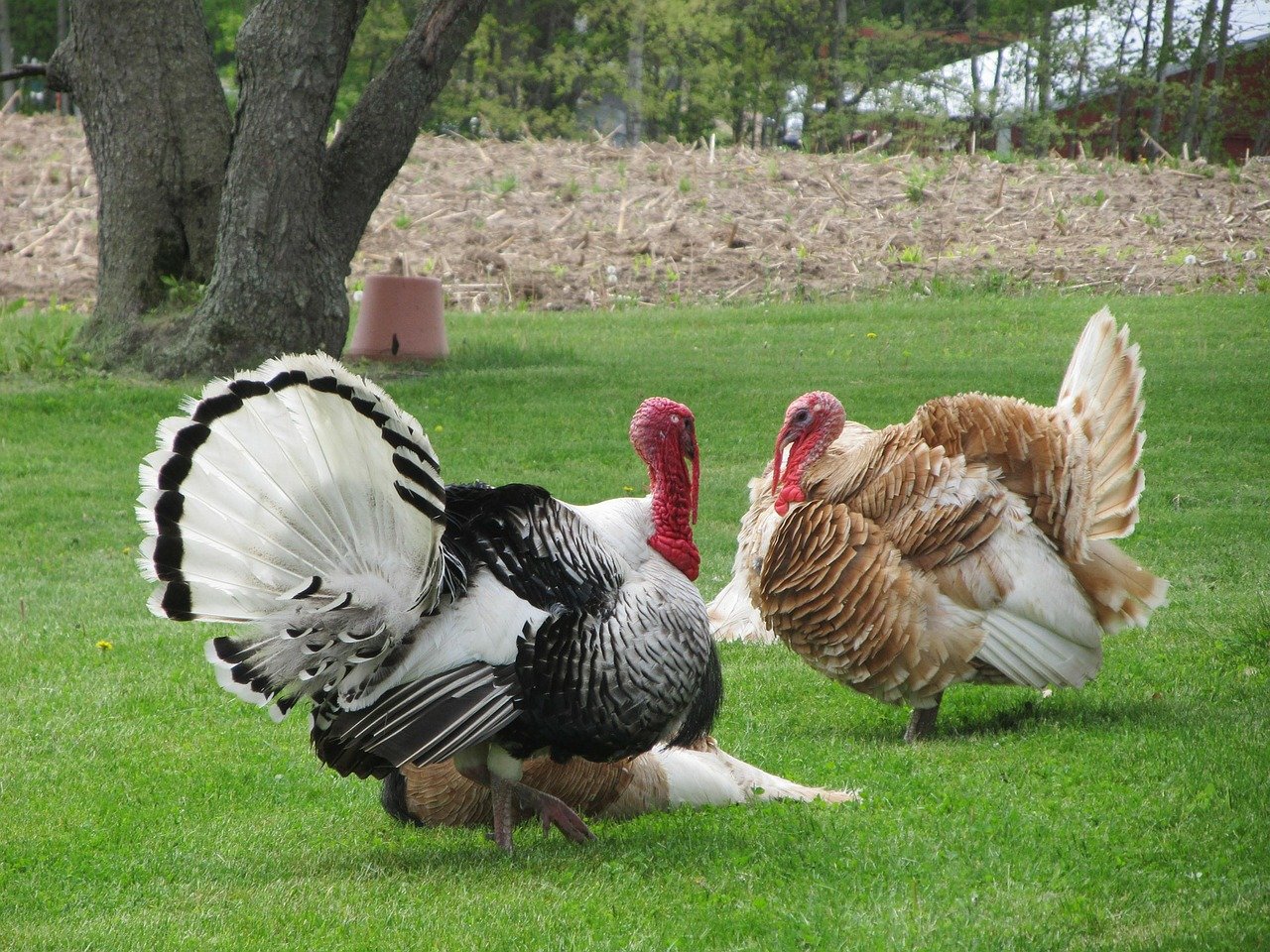 Dieses Jahr heissen die beiden Thanksgiving-Truthähne heissen "Bread" als auch "Butter. (Symbolbild Pixabay)