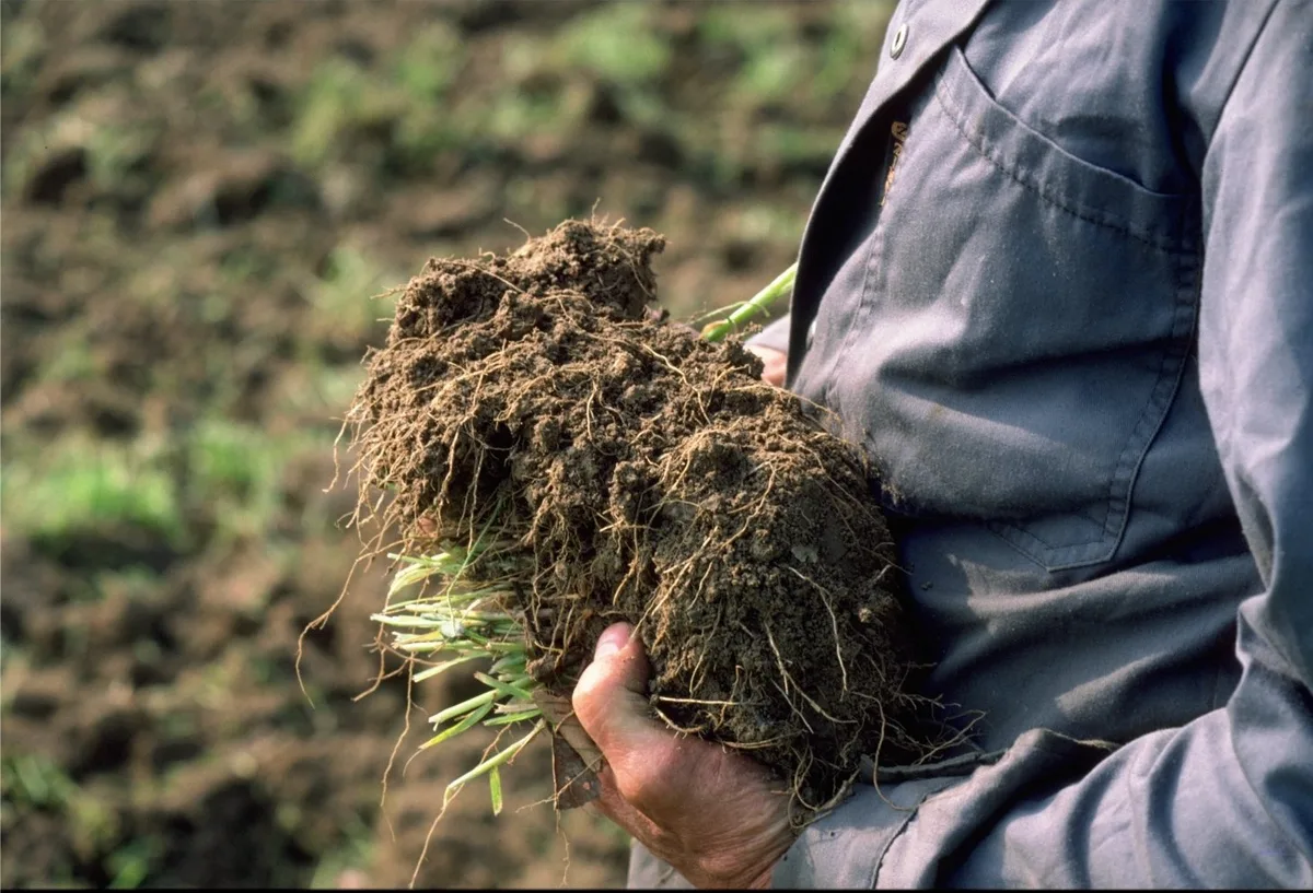 Solothurner Landwirte haben Massnahmen zum Aufbau der Humusschicht getestet