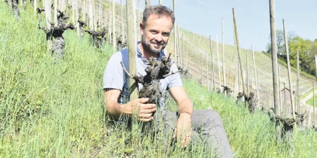 f5eea34f13aa69b365d240da12759cb31c2c5645 Holger Herbst ist auf Umwegen zum Weinbau gekommen. (Bild Lara Aebi)