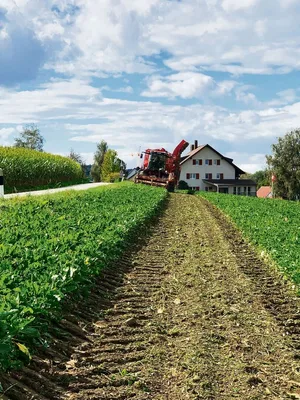 Ein besonderes Augenmerk gilt es auf die Köpftiefe zu richten. Die Schnittfläche sollte nicht grösser als ein Fünfliber sein.
