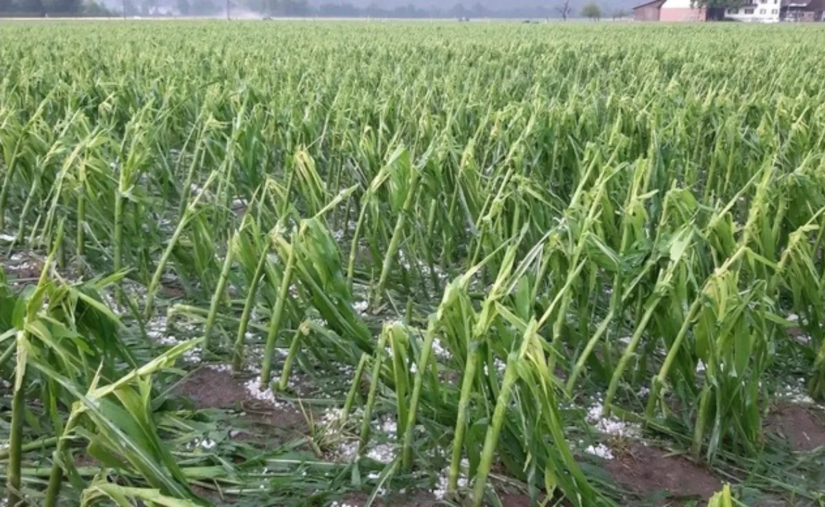 hagelschaden_mais Klimawandel: Schweizer Bauern verklagen den Bund wegen Untätigkeit