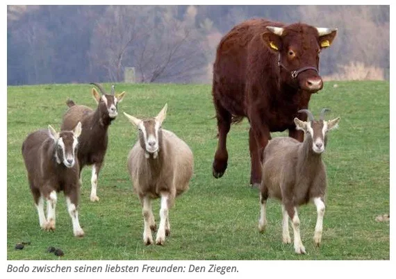 6dff5bc2b99562742c856e3c61cd1bdc40e723c6 Ochse Bodo inmitten seiner Herde, die aus Ziegen besteht. (Bild Screenshot tag24.de)