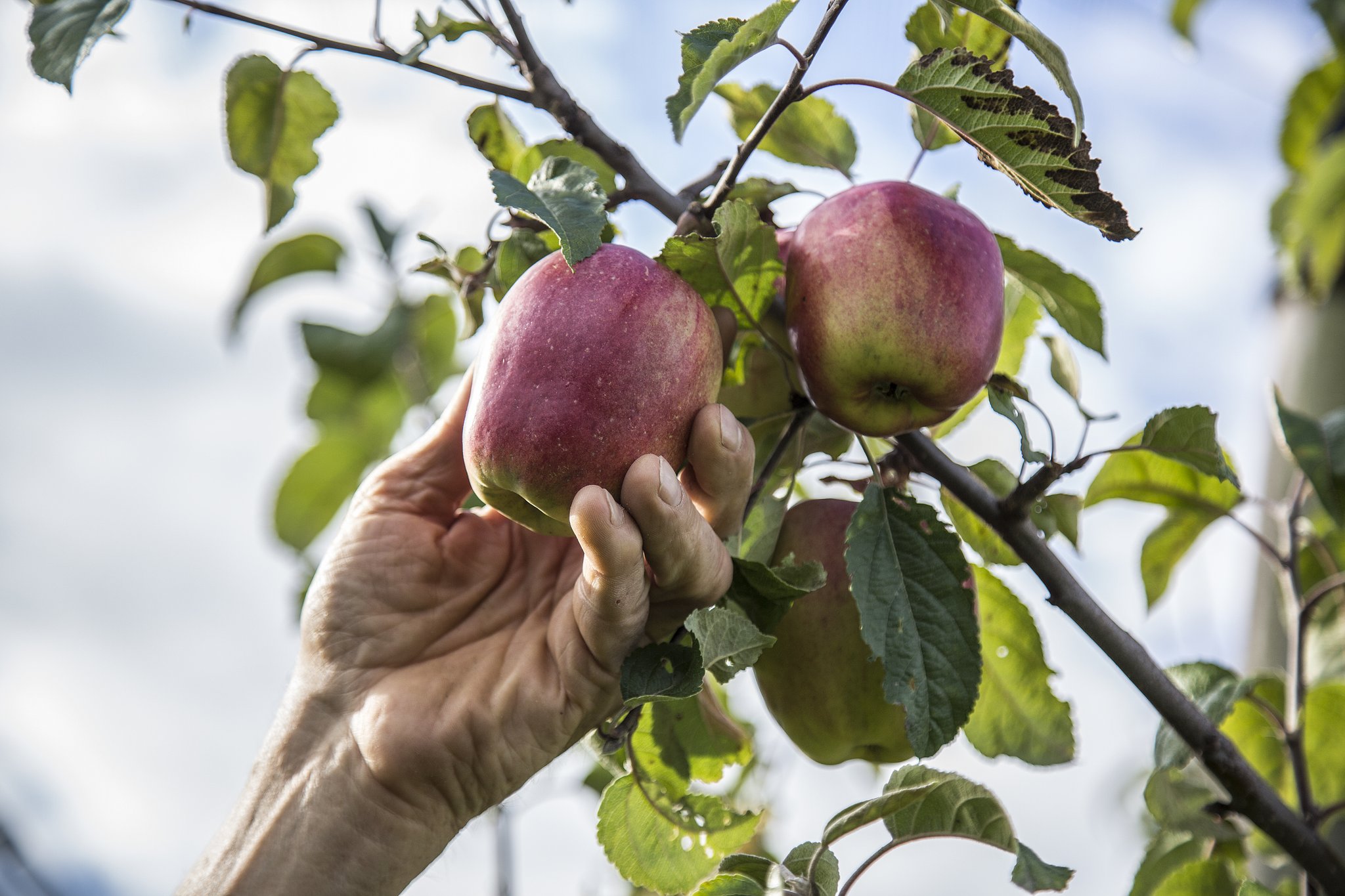 Eine Hand pflückt einen roten Apfel von einem Zweig.