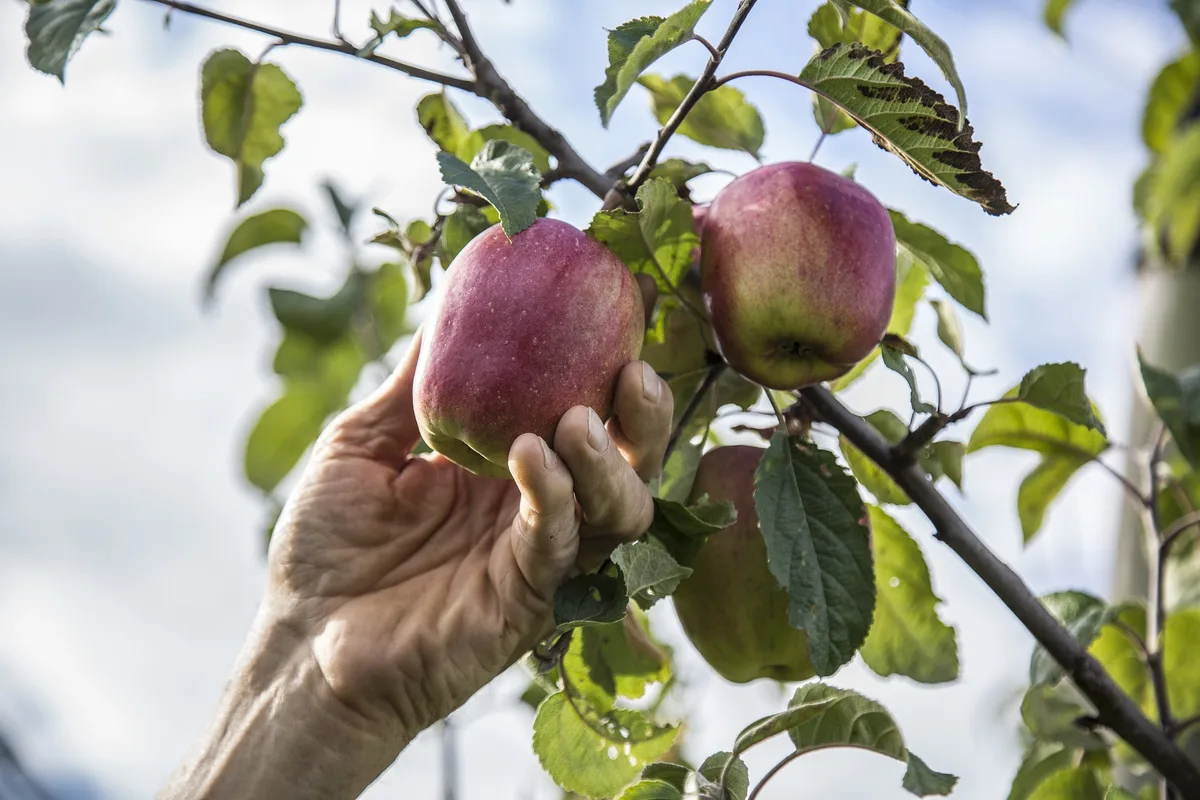 neue-genomische-Techniken Eine Hand pflückt einen roten Apfel von einem Zweig.