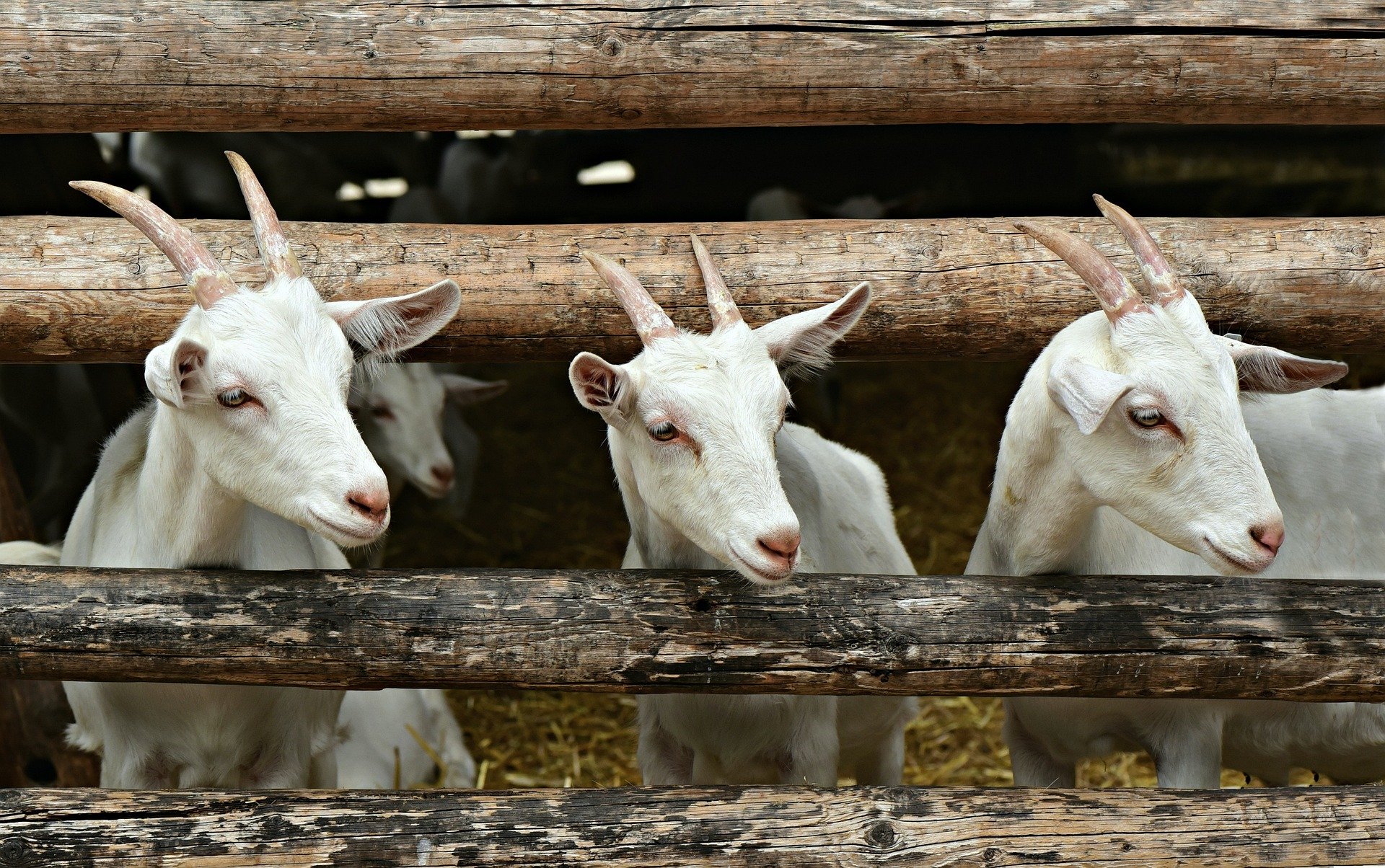 Geissen trotzen dank Genschere der Mastitis