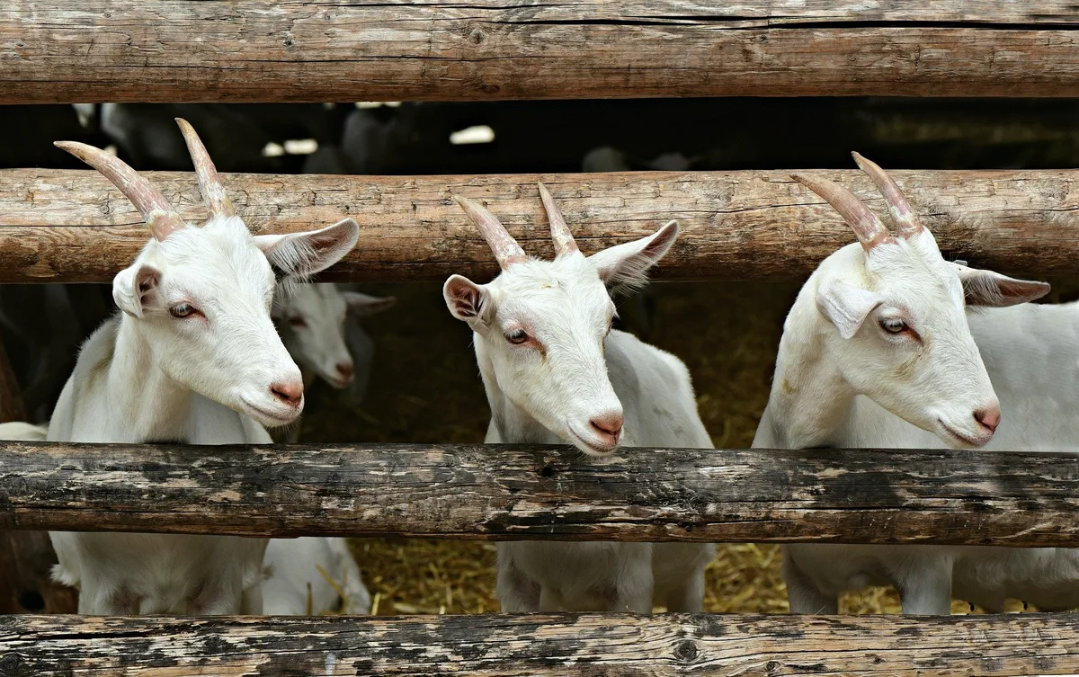 ziegen_mabel_amber Geissen trotzen dank Genschere der Mastitis