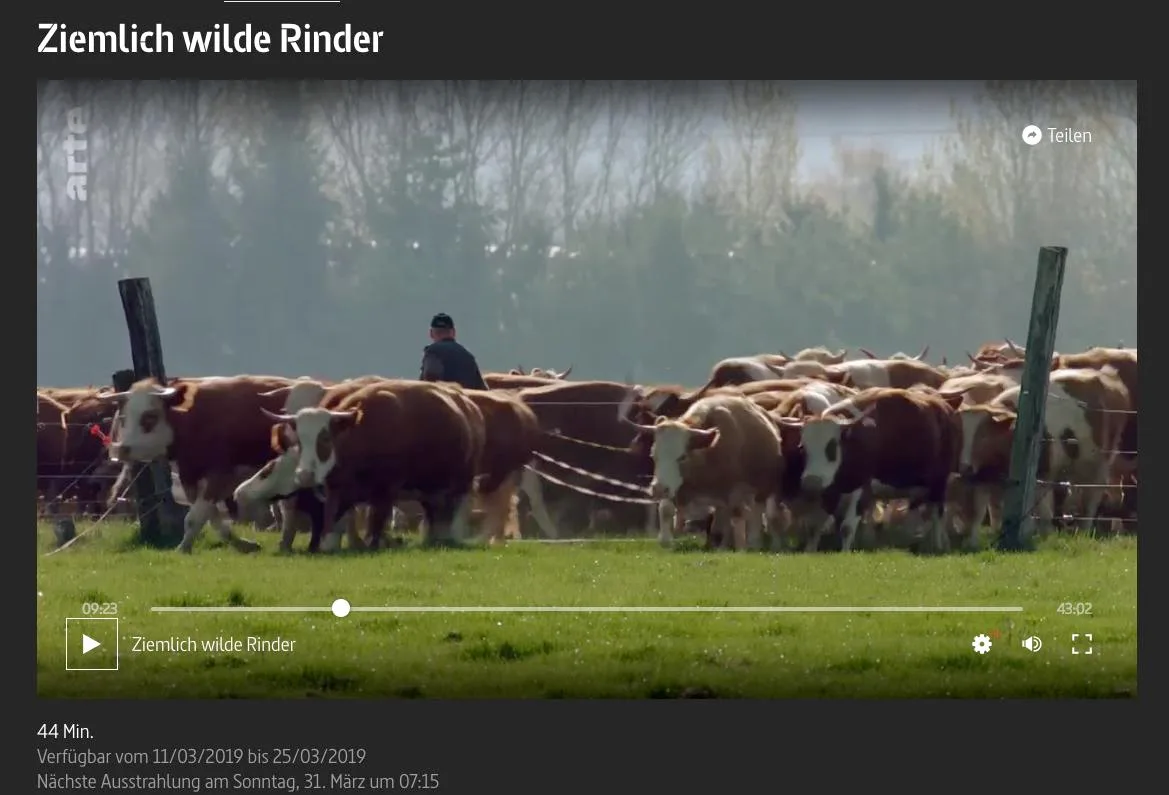 4ba0183d8ae052841d78afbb0cfcde05f8e8f8e5 So sieht man Kühe selten: in grosser Zahl und beinahe frei in einer gemischten Herde. (Bild Screenshot Arte)