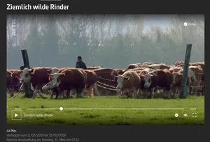 So sieht man Kühe selten: in grosser Zahl und beinahe frei in einer gemischten Herde. (Bild Screenshot Arte)