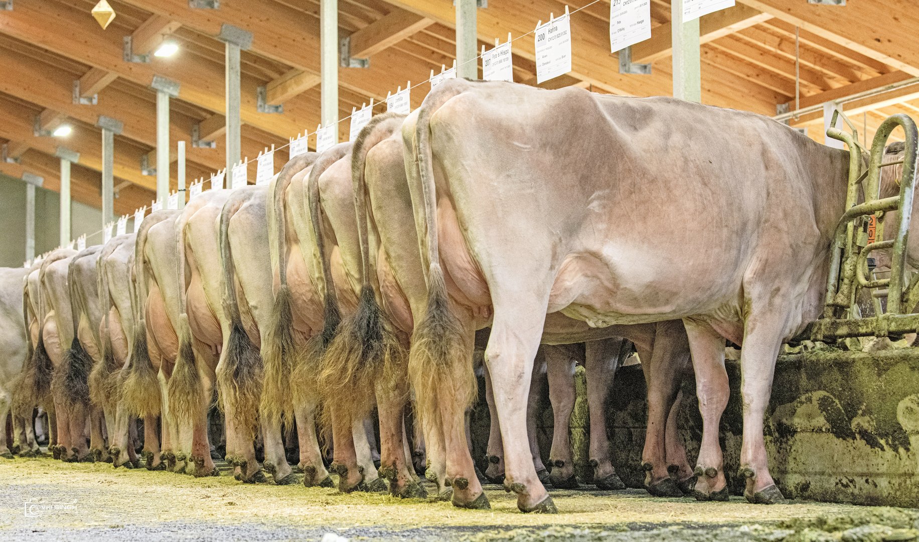 Eine neue Firma für die Brown-Swiss-Genetik
