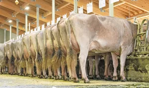 GenMerit will sich für die Brown-Swiss-Zucht starkmachen. Dabei will man vor allem Premium-Zuchtlinien entwickeln.
