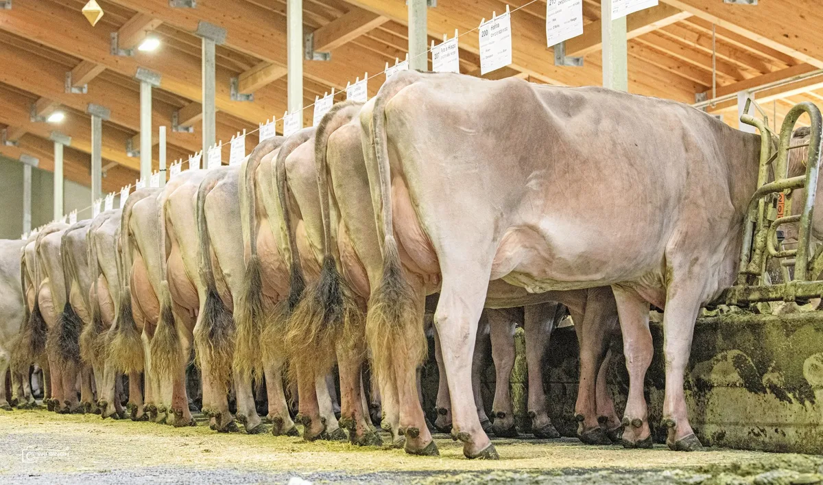 BZ_Akt_4_06_Werner_oben Eine neue Firma für die Brown-Swiss-Genetik